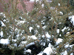 Winterruhe