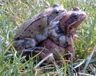 Frosch