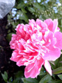 Pfingstrose02