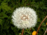 Sep_Pusteblume